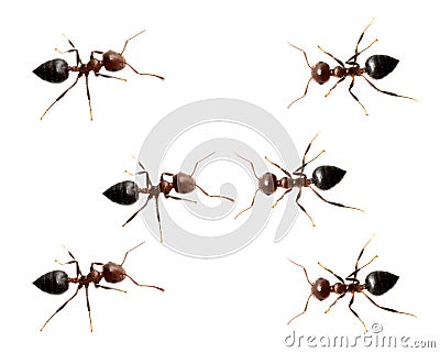 Military detachment of ants on a white background. macro Stock Photo