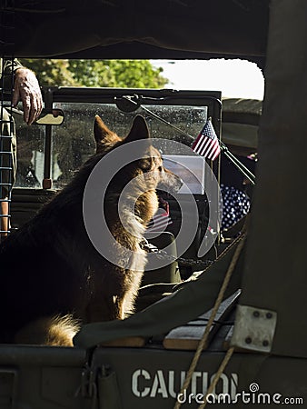 Military dog - German Shepherd Editorial Stock Photo