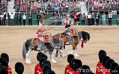 Military drum horses with riders taking part in the Trooping the Colour military ceremony at Horse Guards, London UK Editorial Stock Photo