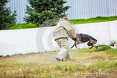 Military german shepherd training Editorial Stock Photo