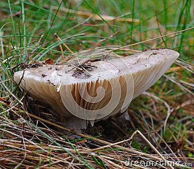 Milk-cap mushroom Lactarius trivialis Stock Photo