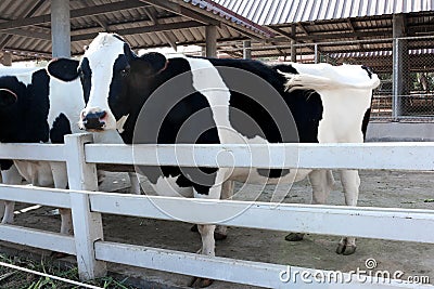 Milk cow Stock Photo