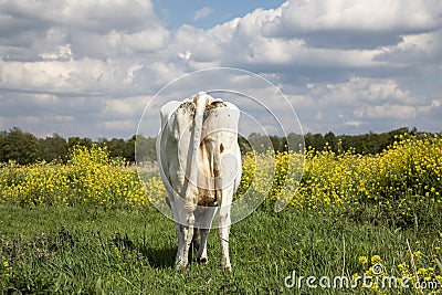 Milk cow grazing in a meadow with blossom brassica rapa, rear view in a field flowers and a cloudy blue sky Stock Photo