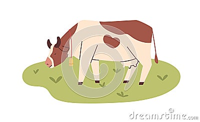 Milk cow grazing on pasture field, eating green grass. Milker with bell on meadow. Domestic animal feeding on organic Vector Illustration
