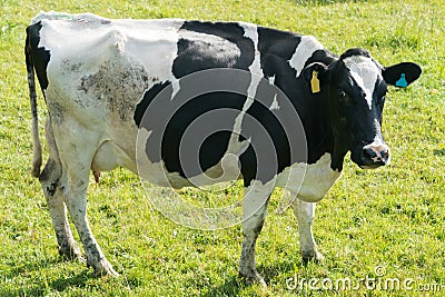 Milk cow over green glass ground Stock Photo