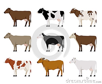 Milk Cows flat icons. Most Popular Cattle. Vector Illustration