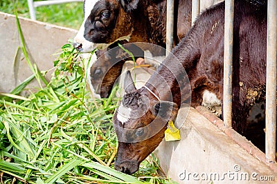 Milk cows in local Thai farm with dirty cow dunk Editorial Stock Photo