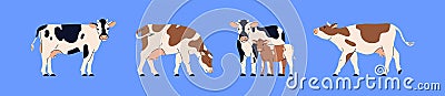 Milk dairy cows and calf set. Farm animal, bovine cattle, livestock with udder and spotted black and brown coat. Eating Vector Illustration