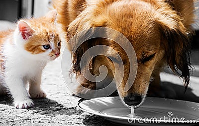 Cat and dog fight for milk Stock Photo