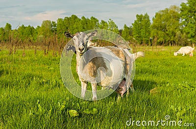 Milk goat Stock Photo