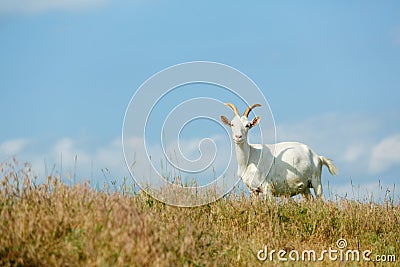 Milk goats feeding on a pasture Stock Photo