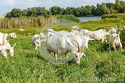 Milk goats on a pasture Stock Photo