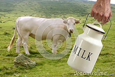 Milk pot farmer hand cow in meadow Stock Photo