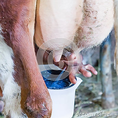 Milk production, inside the farm where the cows are milked Stock Photo