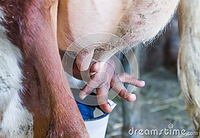 Milk production, inside the farm where the cows are milked Stock Photo