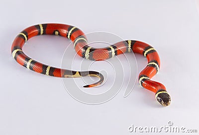 Milk Snake Stock Photo