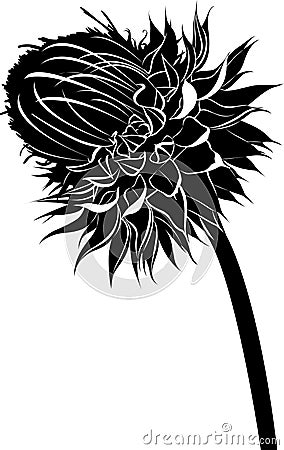 Milk thistle flower in bloom in spring vector black silhouette isolated on white background Vector Illustration