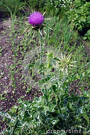 Milk thistle flower Stock Photo