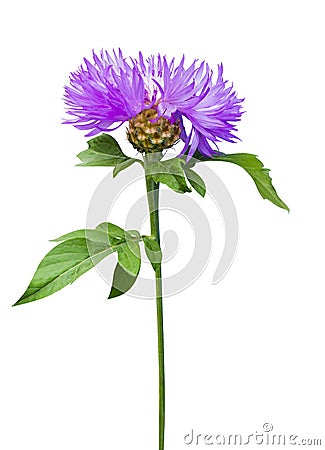 milk thistle flower. milk thistle. Flowering Milk thistle on white background. thistle flower isolated on white background Stock Photo