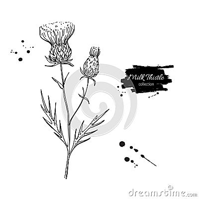 Milk thistle flower vector drawing set. Isolated wild plant and leaves. Herbal engraved style Vector Illustration