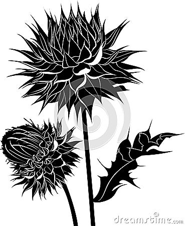 Milk thistle thistle flowersisolated on white background Vector Illustration