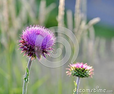 Milk thistle in a meadow. Stock Photo