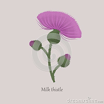 Milk thistle with purple flowering on a gray background. Vector Illustration