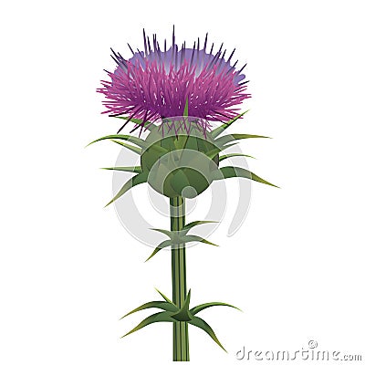 Milk thistle , Silybum marianum isolated on white. Vector Vector Illustration