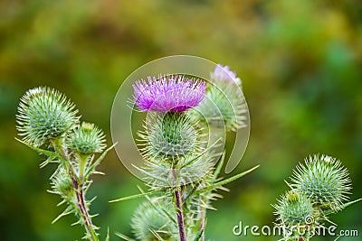 Milk Thistle `Silybum marianum`, Marian`s Thistle, St. Mary`s Thistle Stock Photo