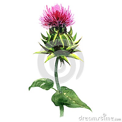 Milk thistle, Silybum marianum, medical plants isolated, watercolor illustration Cartoon Illustration