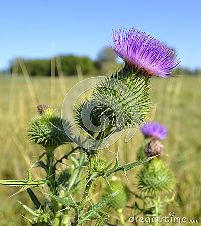 Milk thistle thistle Stock Photo