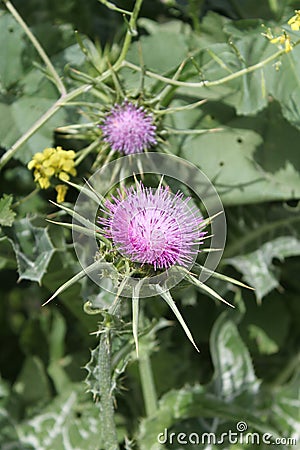 Milk Thistle Purple Pink Flower Plant Stock Photo