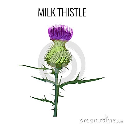 Milk thistle on white background. Blessed milkthistle, Vector Illustration