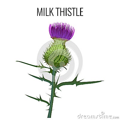 Milk thistle on white background. Blessed milkthistle, Vector Illustration