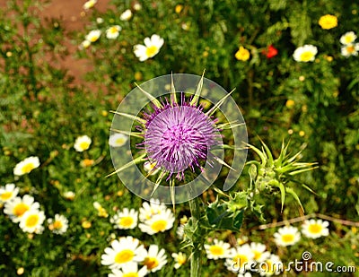 Milk thistle on wild flowers Stock Photo