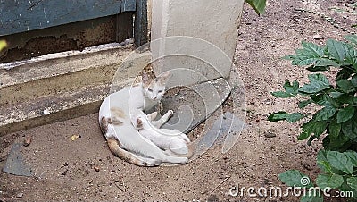 Milk time for kitten Stock Photo