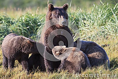 Milk time Stock Photo