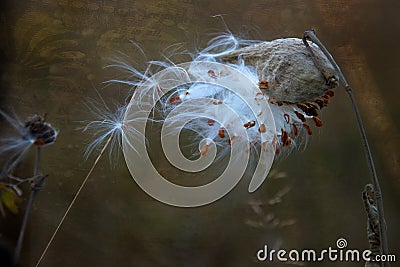 Milk Weed Pod seeds blowing in the wind Stock Photo