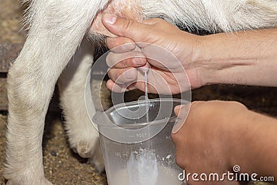 Milk yield goat hand milks goat udder milk flows into jar Stock Photo