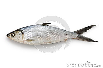 Milkfish is an important seafood in Southeast Asia as it is easily farmed. Stock Photo