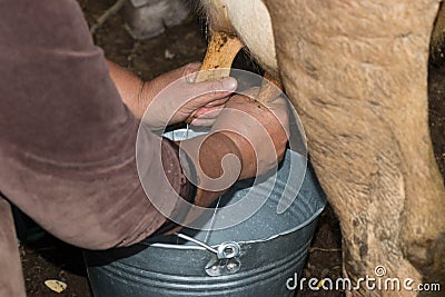 Milking cow. Detail of manual milking milk in small rural farm Stock Photo