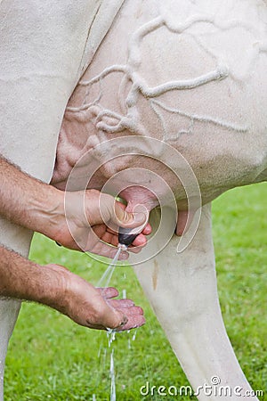 Milking cow. detail of udder Stock Photo