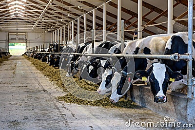 Milking cows eating in modern farm cowshed Stock Photo