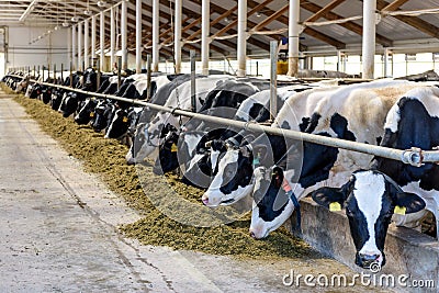 Milking cows eating in modern farm cowshed Stock Photo