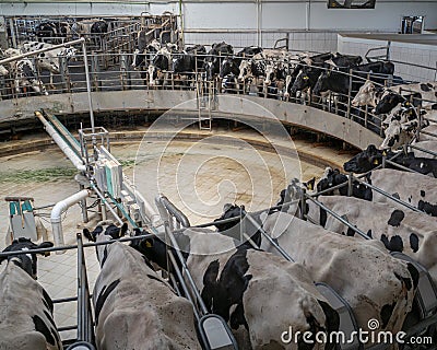 Milking cows special agriculture farming equipment on dairy farm. Livestock husbandry and Production of dairy products Stock Photo