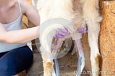 Milking Machine Suction Tube on Goat Udder. Rear view. Farmer massages udder of goat during milking Stock Photo