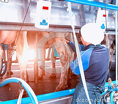 A milkmaid girl connects modern equipment for milking a cow, produces milking cows, the sun, milker Stock Photo