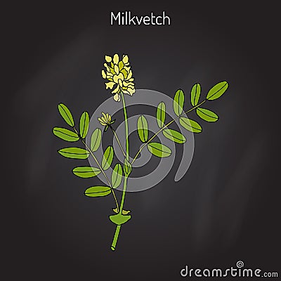 Milkvetch astragalus , medicinal plant Vector Illustration