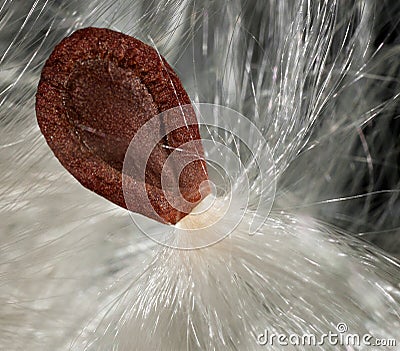 Milkweed (Asclepias) Single Seed Stock Photo