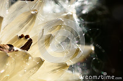 Milkweed Fibers Breaking Free of the Pod Stock Photo